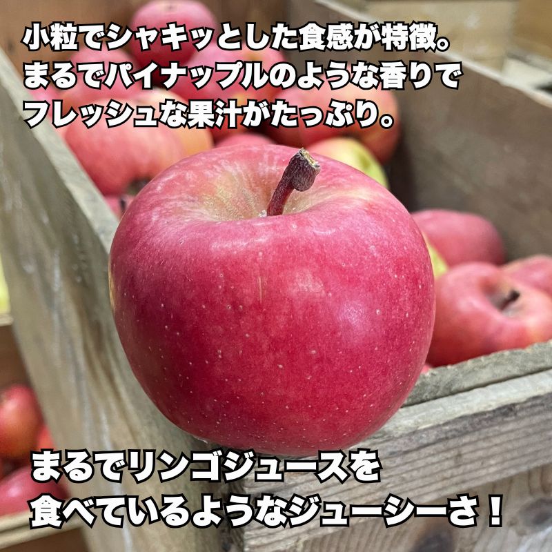 【ご予約受付中／10月下旬～発送】【送料無料】青森県産こうとく 約3kg詰め（9～14玉） 高徳 青森 りんご 珍しい 品種 hirokashijo-10000886 弘果フレッシュ便 サンプル画像3