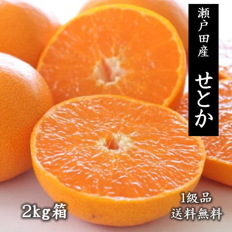 瀬戸田産柑橘　せとか　1級品　2kg