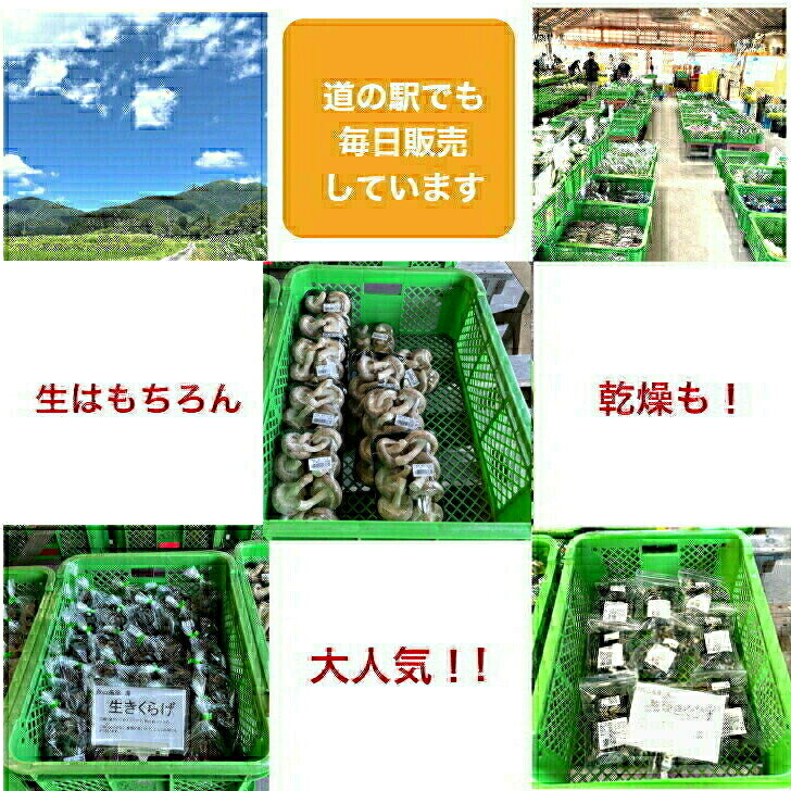 【直送クール便】ひるぜん高原産 生きくらげ 選べる 300,600,900g 新鮮 無農薬 キクラゲ 茸 きのこ お徳用 お買い得 大きさ色々 便秘 改善 食物繊維 鉄分 カルシウム 産地直送 hiruzenkinoko-10000009 ひるぜんきのこ楽天市場店 サンプル画像3