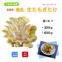 毎日数量限定【茸農家直送】蒜山高原産 生たもぎたけ 300、600g 無農薬 きのこ たもぎ茸 タモギタケ ひるぜんきのこ スーパーフード エルゴチオネイン 抗酸化力 漢方 お徳用 お買い得 ギフト 産地直送