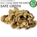 舞茸 約100g農薬・肥料不使用 新潟県産