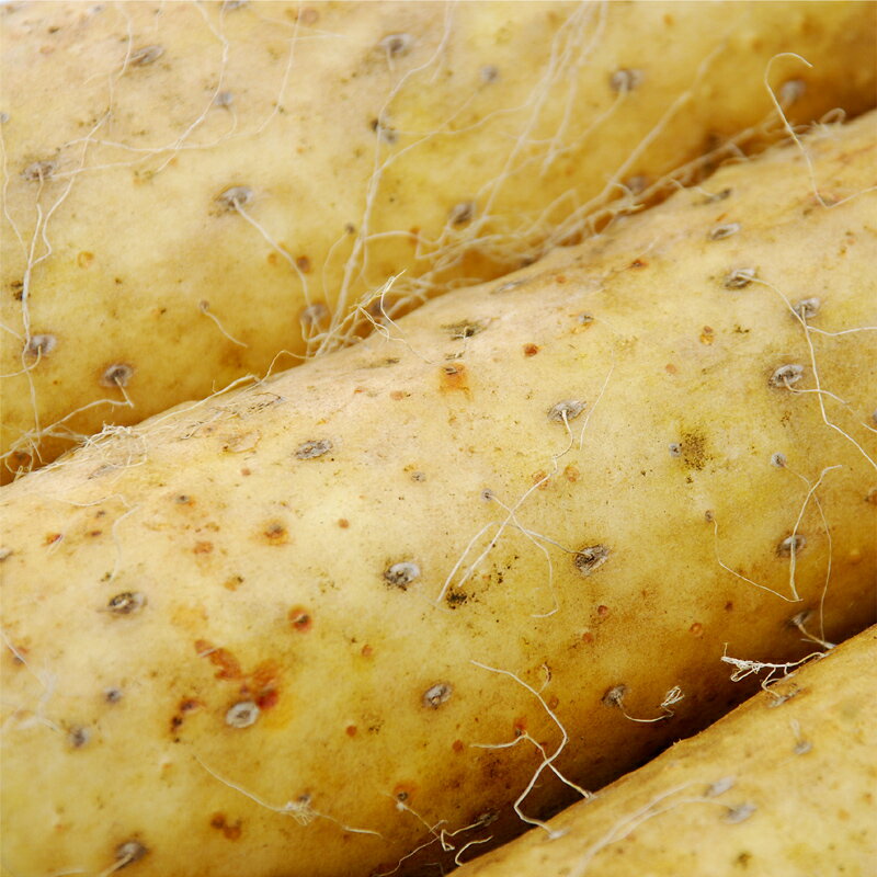 Ĺ�������������Ի��� Ĺ� Ĺ���� Ĺ���� �Ȥ������� ��ޤ���