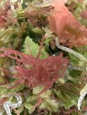 海藻サラダ(300g)国内産(九州地方)多種類のハーモニーです、更に野菜や小魚など混ぜ楽しく食してください。