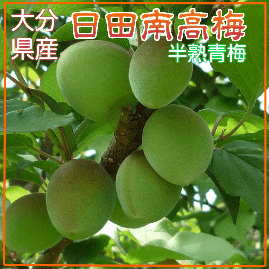 日田南高梅　(梅酒用)　【大分県大山町産】【訳あり】梅酒用・半熟青梅/南高梅/青梅/半熟南高梅/ウメ/うめ/なんこう梅/のサムネイル