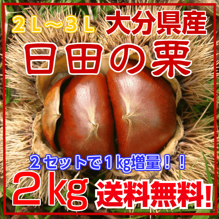 大分県産“生栗”2kg【2L~3L】【秀品】【大玉】栗/クリ/くり/日田栗/ひた栗/日田のくり/大玉栗/甘栗/栗