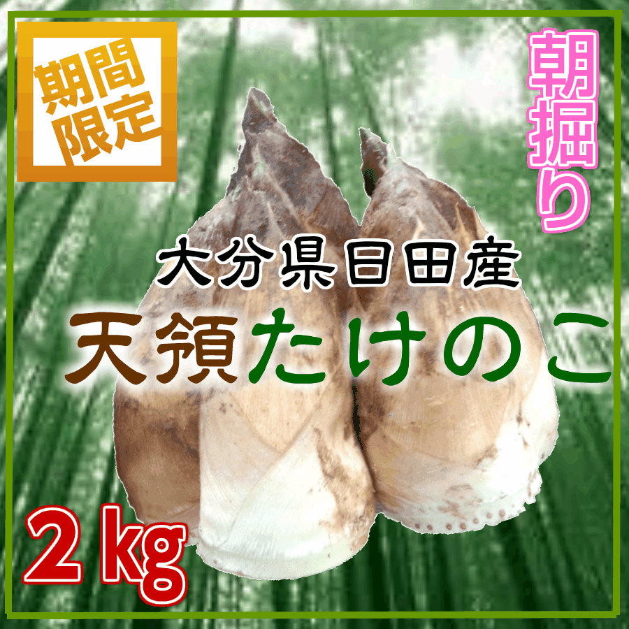 新たけのこ　大分県日田産　2kg　タケノコ 筍　たけのこ　竹の子　生たけのこ　生竹の子　生タケノコ　生筍　朝掘り筍　朝掘りたけのこ　朝掘りタケノコ　朝掘り筍のサムネイル