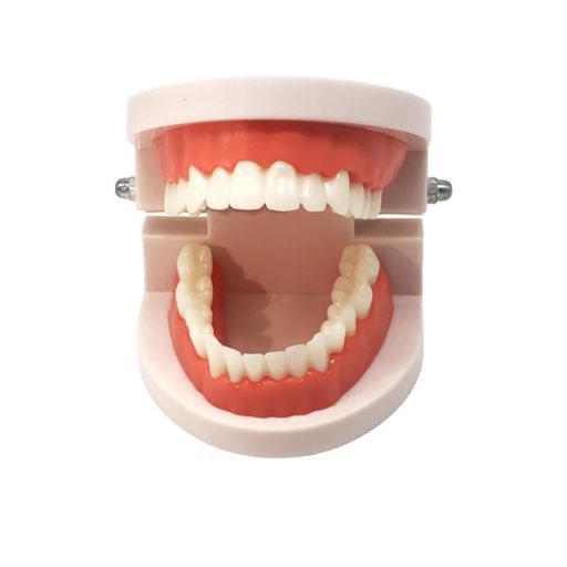 Itisyou歯模型歯の模型人体模型おもちゃ歯形模型歯列模型上下顎模型開閉式学習用小型モデル