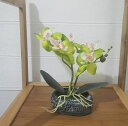 胡蝶蘭人工観葉植物光触媒加工造花卓上型船型の鉢植石鉢インテリアフェイクシルクフラワー胡蝶蘭新築祝いお開店祝いギフトに最適プレゼント敬老の日(石鉢緑)