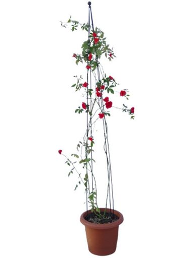 商品サイズ:高さ202.5cm/重さ1.84kg 鉢や花の大きさ、形状に合わせて設置できます。 地植え、鉢植えどちらにも使用できます。 コンパクトな2本継ぎで、使わない時はヒモ等で結束すると直径5cmと場所をとりません。 つる性植物や倒れ易い花などの他にトマトやナスなどの野菜の栽培にも使用できます。