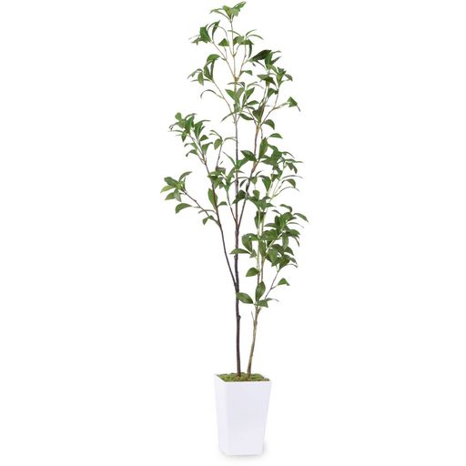 ե꡼͹տʪڥϿڡ۹⤵110cmռ¤ָ޶⥪եȭ