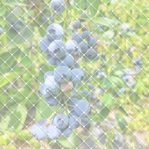 VitalBloomベランダ防鳥ネット4x4m鳥よけネットカラス鳩鳥害対策防鳥防獣網ブルーベリーや野菜などをし..