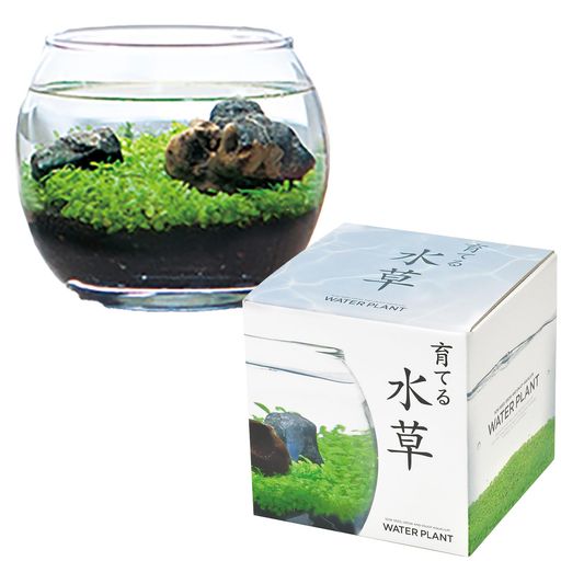 樂天商城 - 聖新陶芸アクアリウム水草栽培キット室内栽培セットS12cm育てる水草苔テラリウムGD-812