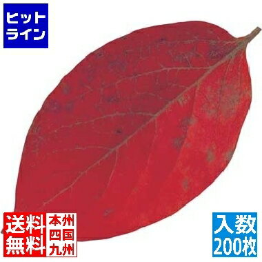 ヤマコー 型抜きクリアシート(200枚入)65369 柿の葉 QKL2302