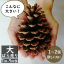 大きなまつぼっくり【大 7~9センチ】単品新登場！ 装飾に最適 ドライフラワー 花材 pinecone