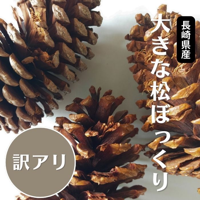 【訳あり】大きなまつぼっくり【9~10センチ】シーズン前特別価格！ワレ カケ お買い得 アウトレット ハンドメイド 飾 インテリア 門松 正月 クリスマス 工作 作品 材料 長崎県 国産大きい 大きな 大 ビッグ big 松ぼっくり 楽天ランキング受賞 ギフト