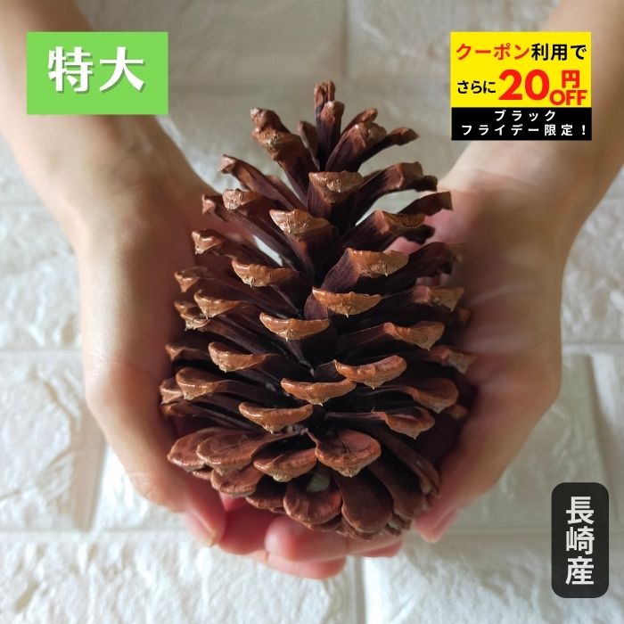 【ブラックフライデー限定！値引+クーポン利用で75円オフ】選ばれて人気NO1！秋冬の工作に★特大松ぼっくり3個セット 約10cm以上 自由研究 親子工作 手作りキット 自然素材でで安心安全 手づくり時間 DIY 秋冬のインテリア ディスプレイ 玄関デコ 【楽天ランキング1位】