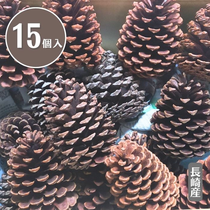 再入荷しました！★大きなまつぼっくり15個入（10cm～）ハンドメイド資材 ディスプレイ 撮影小物に◎ リース アレンジ素材 ブース装飾 什器ディスプレイ 親子で楽しむ夏休み工作キット 夏 秋のインテリア DIY 国産 送料無料 楽天ランキング1位