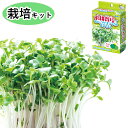 ブロッコリースプラウト 水耕栽培キット 食育 自由研究 お手軽 野菜作り 土不要 親子チャレンジ