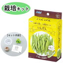 はじめての家庭菜園に いんげん 栽培キット 春に種まき お家で楽しく育てよう インゲン いんげんまめ 隠元豆 収穫 発芽 食育 自由研究 自宅 初心者 本格栽培...