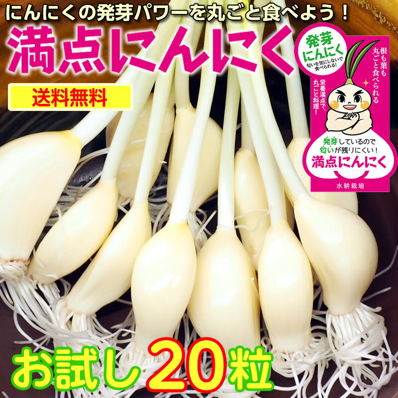 お試し 栄養満点！満点にんにく20粒 発芽にんにく スプラウトにんにく 水耕栽培 にんにく素揚げ アヒージョ 丸ごと ニンニクの天ぷら にんにく料理 ガーリック におわない 匂わない 滋養 パワーフード