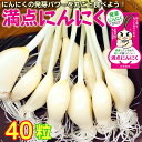 10月より常温便 栄養満点！満点にんにく（約75g）×4袋セット（合計300g 32粒～48粒入り）発芽にんにく スプラウトにんにく 水耕栽培 にんにく素揚げ アヒージョ 丸ごと ニンニクの天ぷら にんにく料理 におわない 匂わない ガーリック