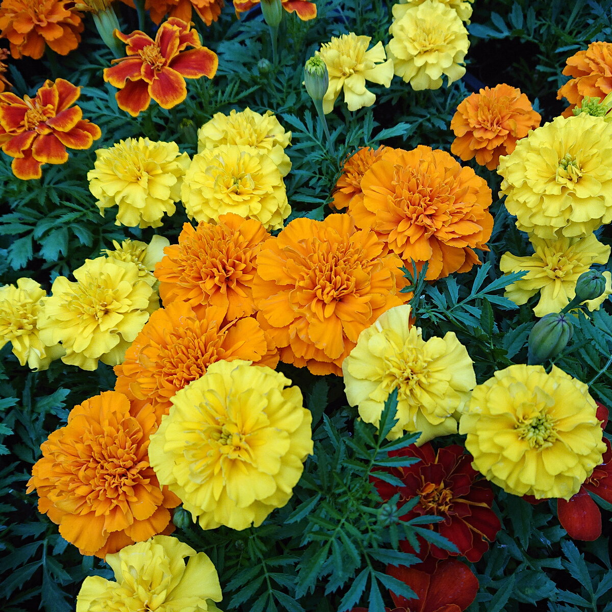 �ޥ꡼������ɡʺ����������� 50g �� �������ʺ�����ŷ������ʪ����