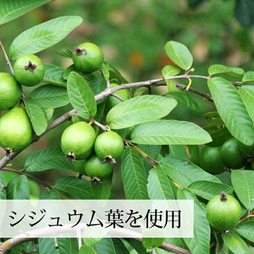 シジュウム茶 32パック×5個 無添加 グアバ茶 グァバ茶 ガバ茶 シジューム茶 シジウム シジュウムの葉 自然食品 健康飲料 ダイエット美容 薬草茶 健康茶 お茶 煮出し用 ティーバッグ ティーパック 自然健康社 【コンビニ受取対象商品】