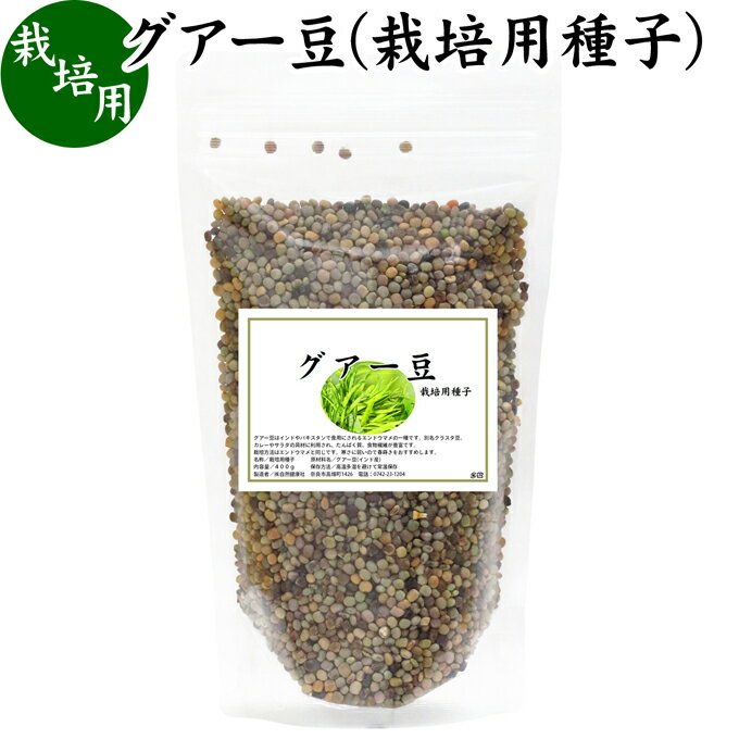 グアー豆 400g 栽培用種子 グア豆 グァー豆 種 たね タネ クラスタ豆 くらすた豆 ガーデニング 種苗 播種 自然健康社 【コンビニ受取対象商品】