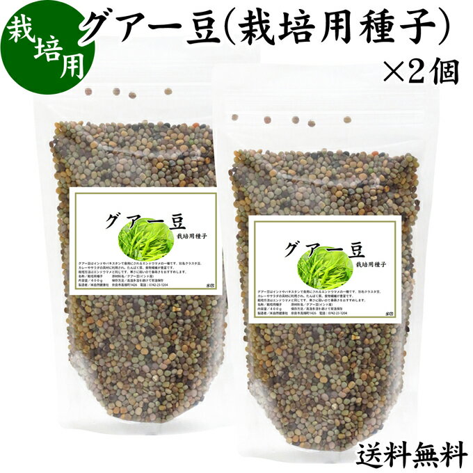 グアー豆 400g×2個 栽培用種子 グア豆 グァー豆 種 たね タネ クラスタ豆 くらすた豆 ガーデニング 種苗 播種 自然健康社