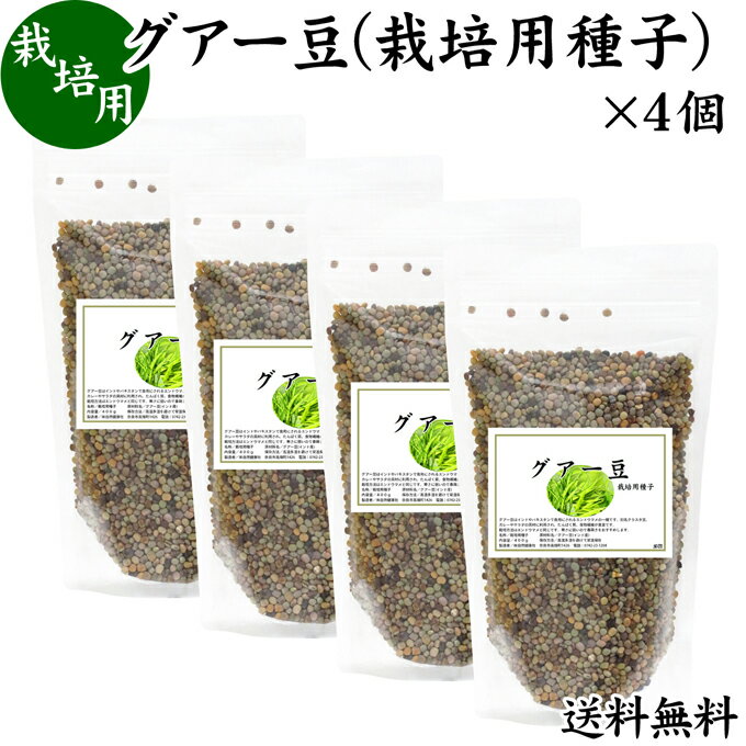 樂天商城 - グアー豆 400g×4個 栽培用種子 グア豆 グァー豆 種 たね タネ クラスタ豆 くらすた豆 ガーデニング 種苗 播種 自然健康社