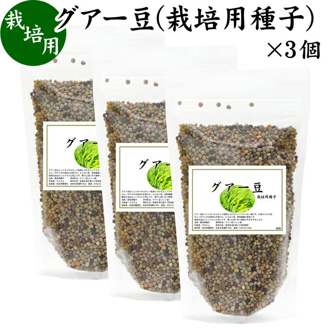 楽天青汁 粉末 健康茶の健康生活研究所グアー豆 400g×3個 栽培用種子 グア豆 グァー豆 種 たね タネ クラスタ豆 くらすた豆 ガーデニング 種苗 播種 自然健康社 【コンビニ受取対象商品】