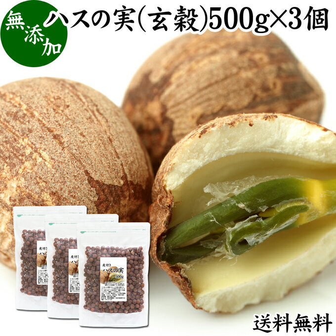 ハスの実 玄穀 500g×3個 蓮の実 はす