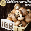 楽天青汁 粉末 健康茶の健康生活研究所乾燥マッシュルーム 60g×5個 乾燥 マッシュルーム ドライ 干し 乾燥 きのこ 無農薬 国産 国内産 無添加 100％ 業務用 乾燥野菜 キノコ スープ パスタ リゾット ピザ おかゆ みそ汁 具 きのこ汁 炒め物 豚汁 雑炊 炊き込みご飯 そば 蕎麦 うどん ベータグルカン ビタミンD 人