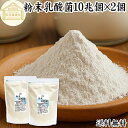 粉末乳酸菌 10兆個 1kg×2個 フェカリス菌 サプリ サプリメント パウダー 乳酸菌 粉末 送料無料 プロバイオティクス 菌活 腸活 腸内フローラ 乳酸菌 パウダー 飲料 砂糖不使用 自然健康社 ペット わんこ 犬 猫 ラクリス菌 シールド スマート ビフィズス菌 おすすめ オリゴ糖