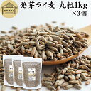 発芽ライ麦 丸粒 1kg×3個 全粒 粒 ドイツ産 ライ麦パン ライブレッド パン用 発芽 ライ麦 ナチュラル 割合 100% モルト ライムギ 保存料 無添加 大容量 業務用 食パン 製菓 製パン パン作り サラダ スープ 食材 ベーカリー レシピ 自家製 ヘルシー 菓子 クッキー スコーン