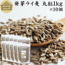 発芽ライ麦 丸粒 1kg×10個 全粒 粒 ドイツ産 ライ麦パン ライブレッド パン用 発芽 ライ麦 ナチュラル 割合 100% モルト ライムギ 保存料 無添加 大容量 業務用 食パン 製菓 製パン パン作り サラダ スープ 食材 ベーカリー レシピ 自家製 ヘルシー 菓子 クッキー スコーン