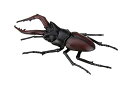 フジミ模型 自由研究シリーズNo.22 いきもの編 クワガタムシ 自由研究-22