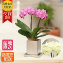 ミディ 胡蝶蘭 2本立 4号 クローム鉢 ピンク イエロー 黄色 傘寿 米寿 鉢植え 花 プレゼント ギフト 生花 ラン お花 ミニ胡蝶蘭 ミディ胡蝶蘭 アンス...