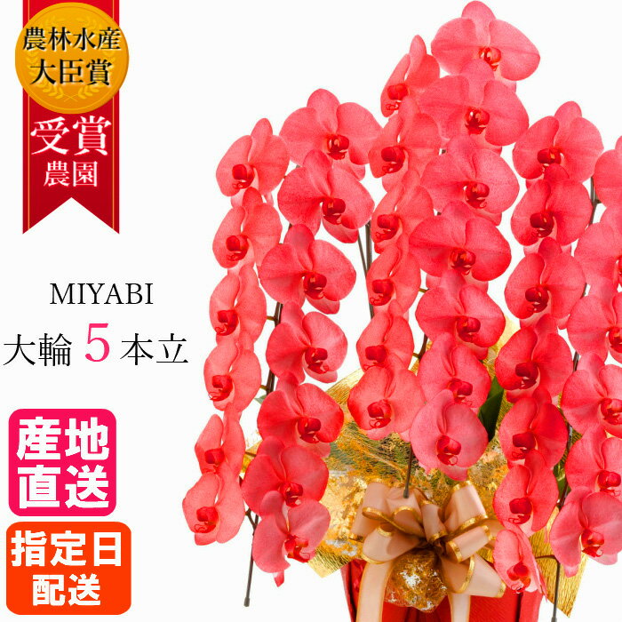 胡蝶蘭 大輪 レッド 5本立 45輪以上 MIYABI / 最高級 大輪胡蝶蘭 祝い 就任祝い 誕生日 お祝い 花 感謝 開店祝い オープン 還暦 開院 開業 就任 栄転 昇進 ギフト プレゼント 玄関 赤 赤色