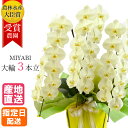 胡蝶蘭 大輪 きいろ 3本立 33輪以上 MIYABI / 黄色 イエロー 最高級 大輪胡蝶蘭 胡蝶蘭 就任祝い お祝い 退職 ラン 開店祝い 退職祝い 誕生日 フラワーギフト 花 プレゼント 開業祝い 傘寿 米寿 お中元