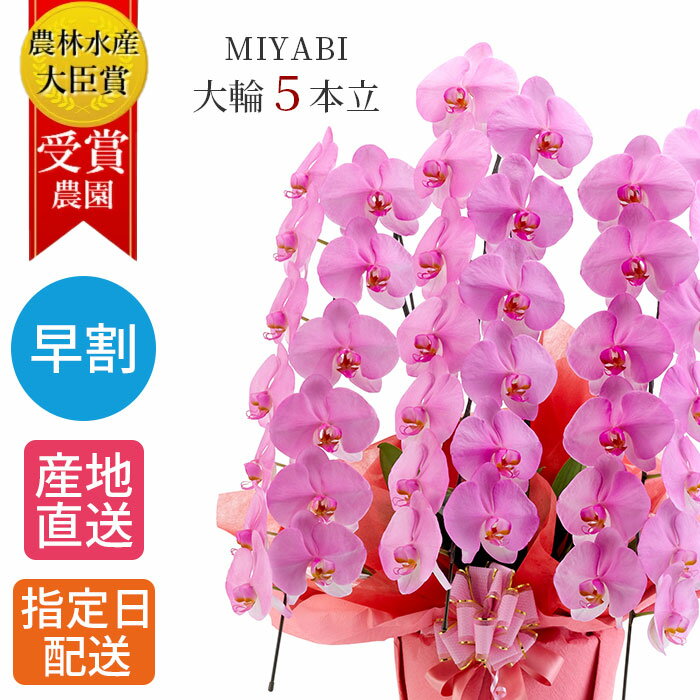早割 花全国洋ラン品評会ギフト5本立大輪開店祝い百寿定番の胡蝶蘭オープン祝い贈り物開業祝い金賞受賞 お祝いのお花miyabi 大輪胡蝶蘭お供え