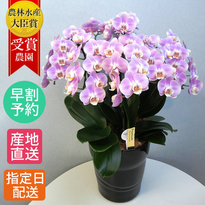 産地直送 長持ち お手入れ簡単 毎年開花 週に1度の水やり プレゼント 室内リビングok 花 観葉植物 贈り物に人気のフラワーギフト 椎名洋ラン園 8号 農家 直送 こちょうらん 欄 早割 お中元 夏ギフト 予約 鉢植え 花 ギフト 胡蝶蘭 ミディ 胡蝶蘭 6本立 陶器 鉢 8
