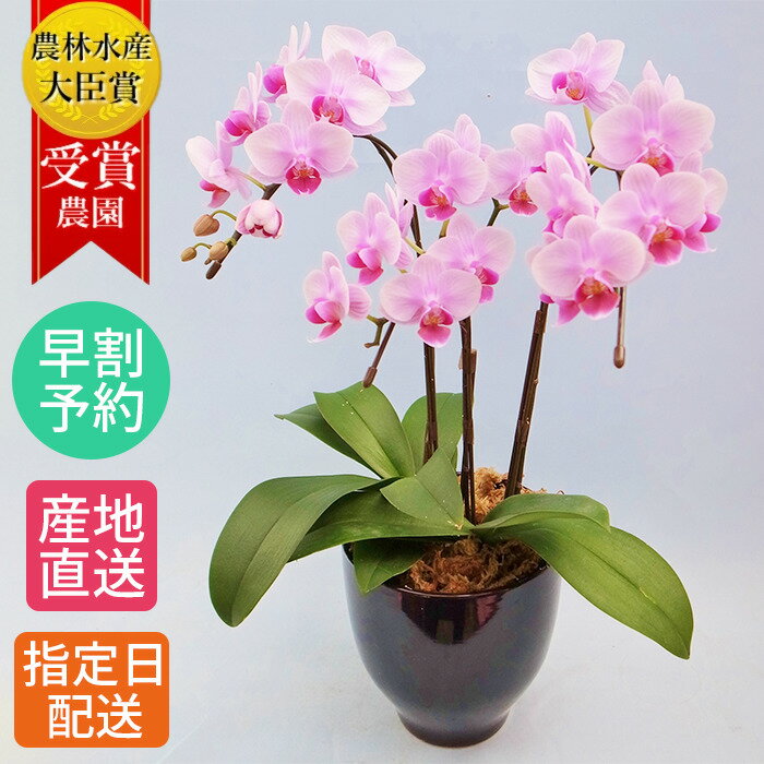 リビングなどインテリアに美しいお花をプレゼント お祝い 玄関 湖陵蘭 室内 お供え フラワーギフトとして人気 花 観葉植物 早割 鉢花 部屋 高品質の胡蝶蘭は長寿祝い 御祝 洋ラン こちょうらん コチョウラン お中元 夏ギフト 予約 テーブル 胡蝶蘭 3本立 陶器 鉢