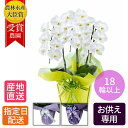 【御仏前花】お供え 花 大胡蝶蘭 3本立 18輪以上 花/お悔やみ 仏花 献花 供花 通夜 葬儀 告別式 法要 仏事 仏壇 命日 法事 ご供養 献花 鉢 配送指定 一周忌 三回忌 七回忌 お供え 新盆 お盆