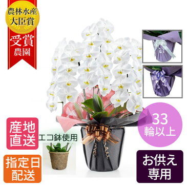 【 特別割引 】 お供え 花 大胡蝶蘭 3本立 33輪以上 エコ鉢 白/お悔やみ 枕花 仏花 献花 供花 通夜 葬儀 告別式 法要 仏事 仏壇 命日 法事 ご供養 献花 鉢 一周忌 三回忌 七回忌