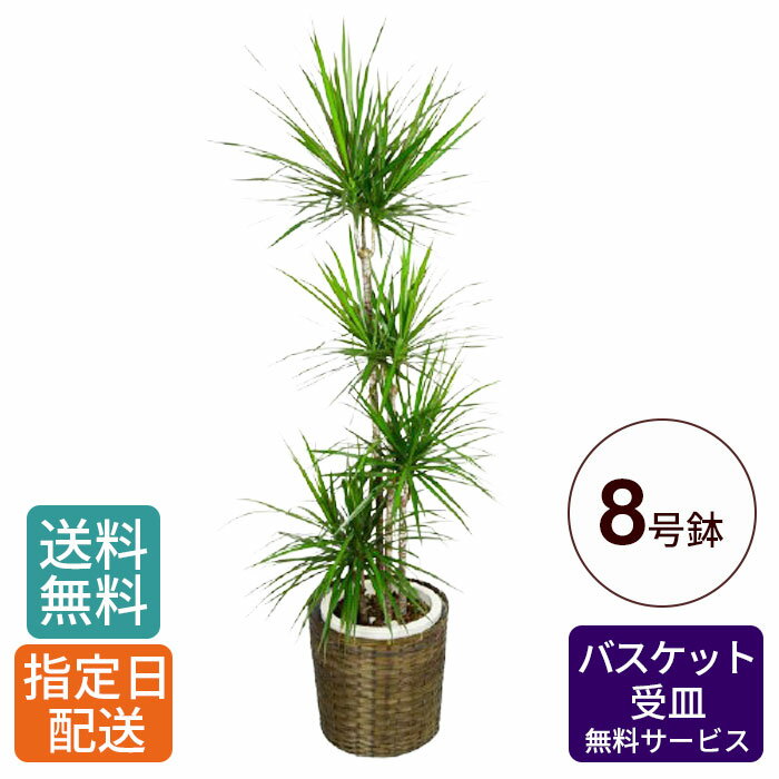 観葉植物 コンシンネ 8号 / 大型 鉢 おしゃれ インテリア グリーン 鉢植え カゴ付き 受け皿付き 室内用 本物 お祝い 開店祝い 開所祝い 開業祝い 移転祝い 新築祝い 引越し祝い 結婚祝い 内祝い 記念