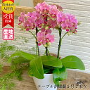 テーブル 胡蝶蘭 5号 3本立 ピンク/花 ギフト プレゼント 花鉢 鉢花 生花 お花 ミニ胡蝶蘭 ミディ胡蝶蘭 お祝い 鉢花 鉢植え フラワー 誕生日プレゼン...
