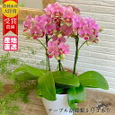 【母の日】テーブル 胡蝶蘭 5号 3本立 ピンク/花 ギフト プレゼント 花鉢 鉢花 生花 お花 ミニ胡蝶蘭 ミディ胡蝶蘭 お祝い 鉢花 母の日 鉢植え フラワー 誕生日プレゼント ギフト 記念日 女性 母 祖母 新築祝い 室内 プレゼント 生花 洋ラン お歳暮