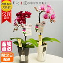 【10%オフ対象】 ミディ 胡蝶蘭 1本立 タンブラー ポット スリム 3号 ピンク / 花 鉢植え フラワー ギフト プレゼント 花鉢 蘭 ミニ胡蝶蘭 かわいい お祝い お供え おしゃれ 誕生日 開店祝い 還暦祝い お中元