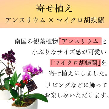 マイクロ胡蝶蘭 アンスリウム 寄せ植え マウント鉢 4号 観葉植物 花 鉢植え ギフト プレゼント 胡蝶蘭 花鉢 鉢花 生花 ラン お花 送料無料 ミニ胡蝶蘭 小さい 配送日指定 誕生日 開店祝い 開業祝い 還暦祝い お祝い 古希 喜寿 米寿 祝い
